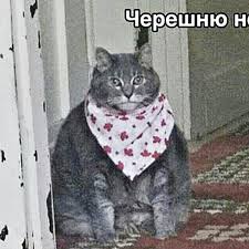 черешню неси